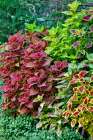 USA, Washington State, Sammamish. Coleus in planters in garden Art Print